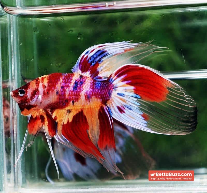 Betta fish VT Multicolor Rainbow Candy Nemo - Image 2