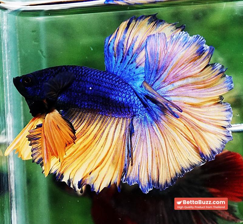 Betta fish OHM Classic Blue Mustard Gas Rosetail - Image 5