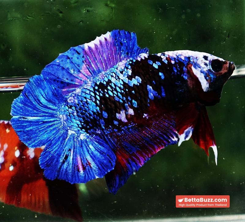 Betta fish DTPK Helment Fancy Avatar Panther - Image 2