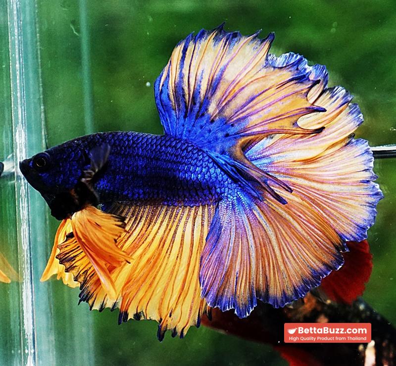 Betta fish OHM Classic Blue Mustard Gas Rosetail - Image 3