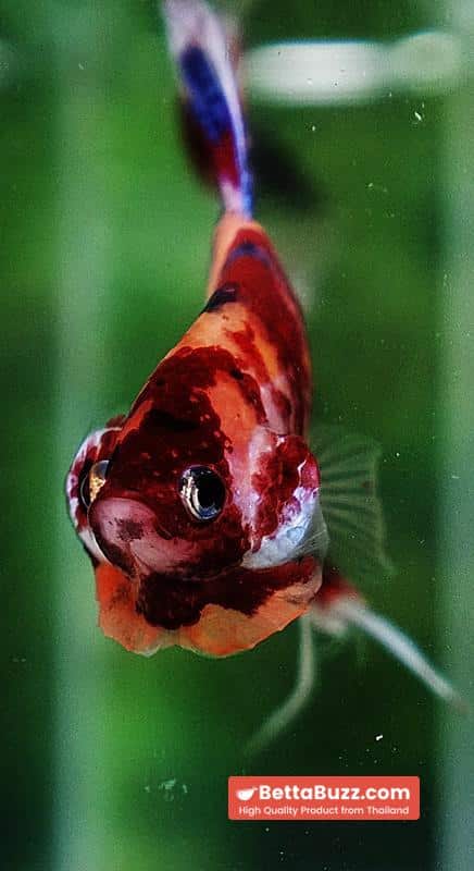 Betta fish VT Multicolor Rainbow Candy Nemo - Image 7