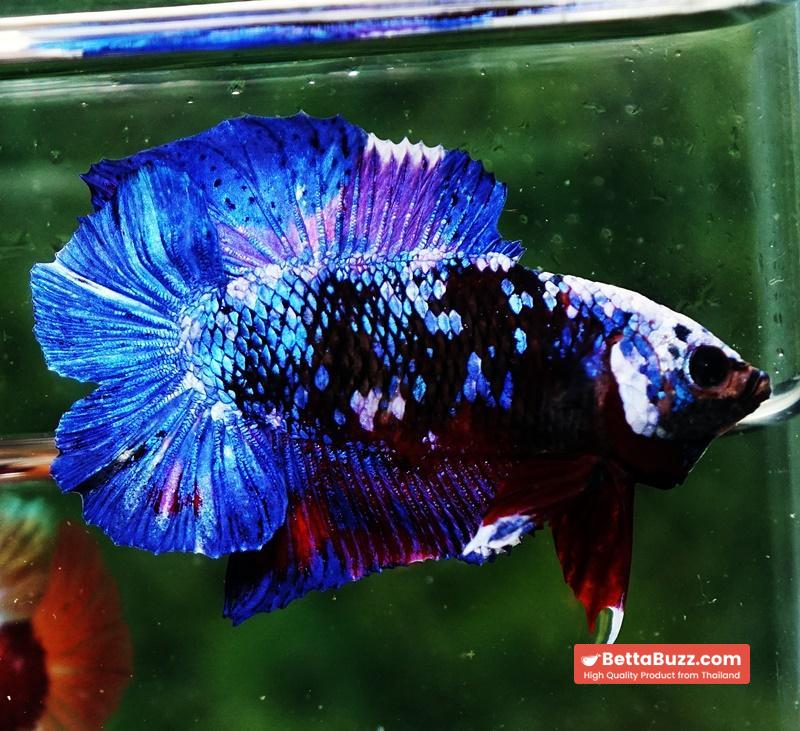 Betta fish DTPK Helment Fancy Avatar Panther - Image 6