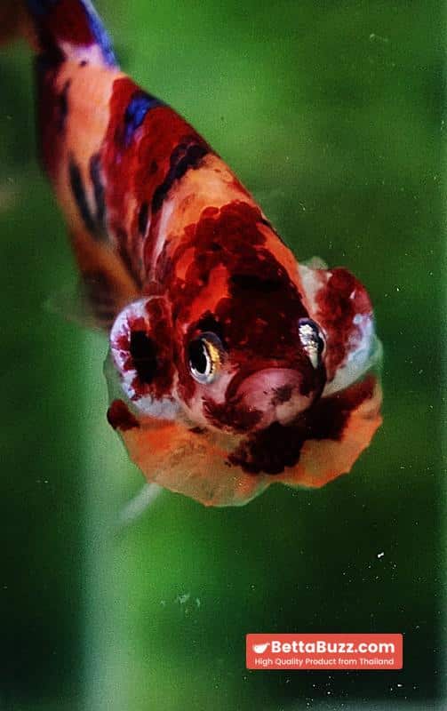 Betta fish VT Multicolor Rainbow Candy Nemo - Image 8