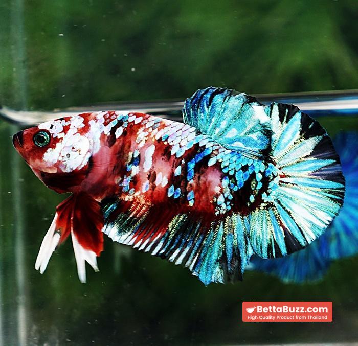 Betta fish HMPK Green Mermaid Galaxy - Image 3