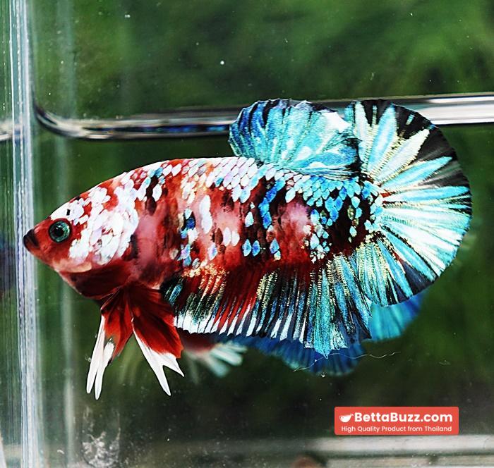 Betta fish HMPK Green Mermaid Galaxy - Image 5