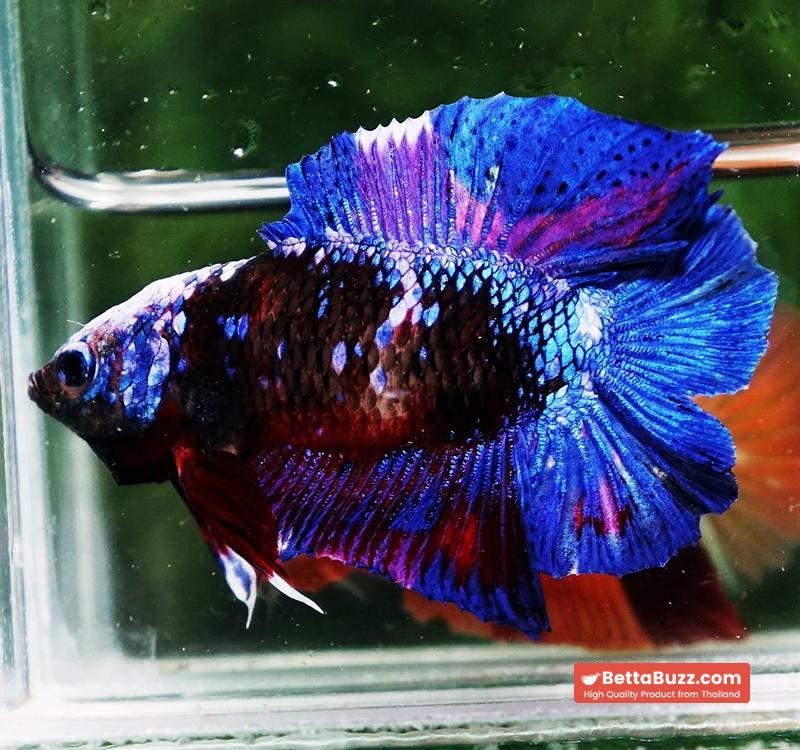 Betta fish DTPK Helment Fancy Avatar Panther - Image 5