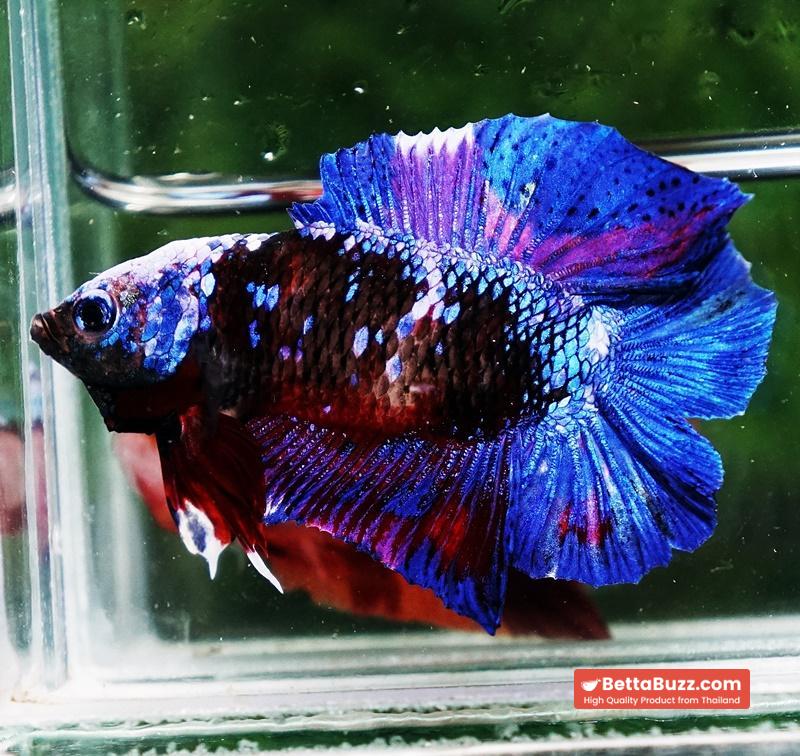 Betta fish DTPK Helment Fancy Avatar Panther - Image 3