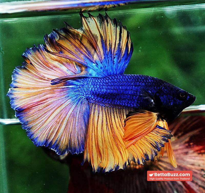 Betta fish OHM Classic Blue Mustard Gas Rosetail - Image 2