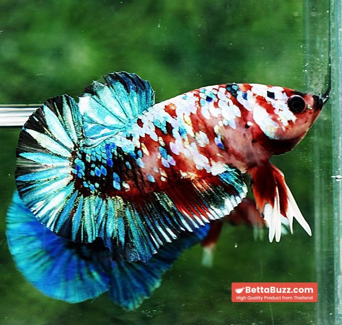 Betta fish HMPK Green Mermaid Galaxy - Image 4