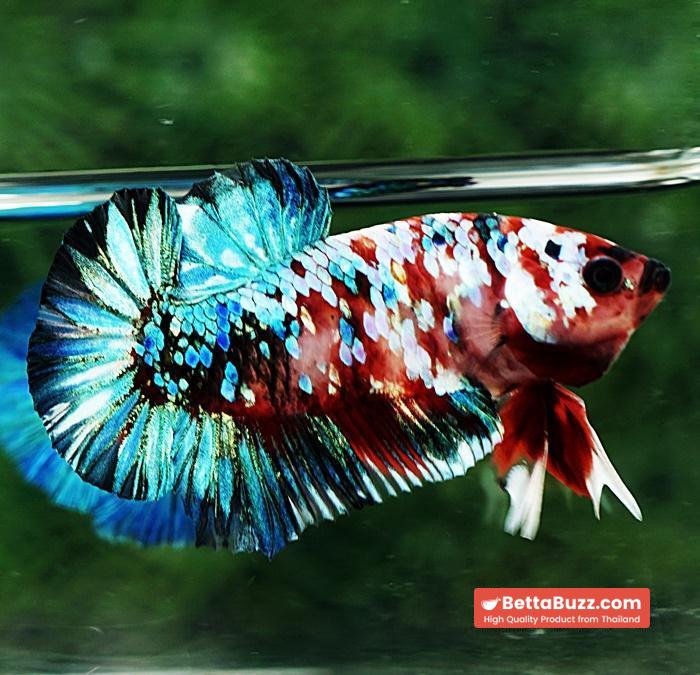 Betta fish HMPK Green Mermaid Galaxy - Image 6