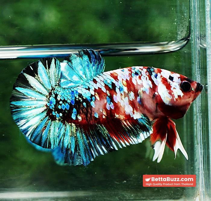 Betta fish HMPK Green Mermaid Galaxy - Image 2