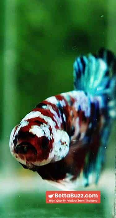 Betta fish HMPK Green Mermaid Galaxy - Image 7