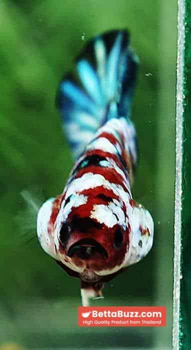 Betta fish HMPK Green Mermaid Galaxy - Image 8