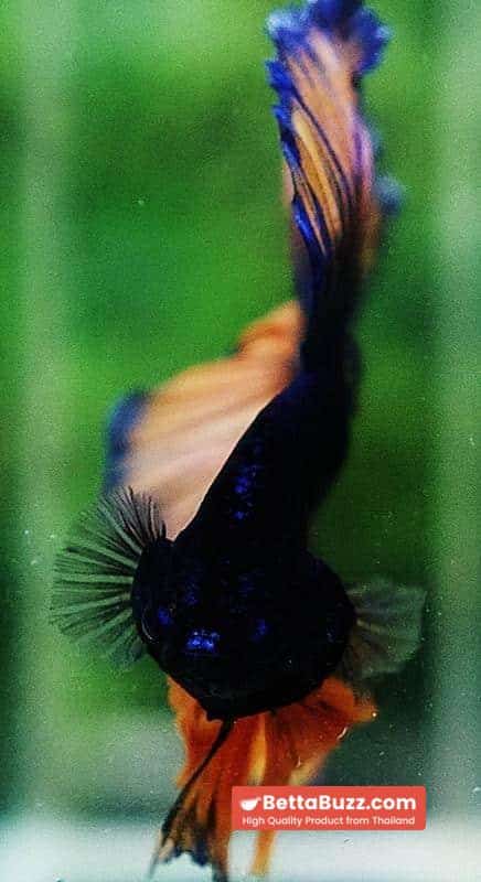 Betta fish OHM Classic Blue Mustard Gas Rosetail - Image 6