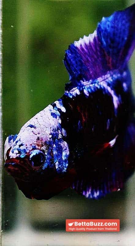 Betta fish DTPK Helment Fancy Avatar Panther - Image 7