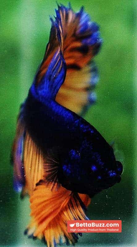 Betta fish OHM Classic Blue Mustard Gas Rosetail - Image 7