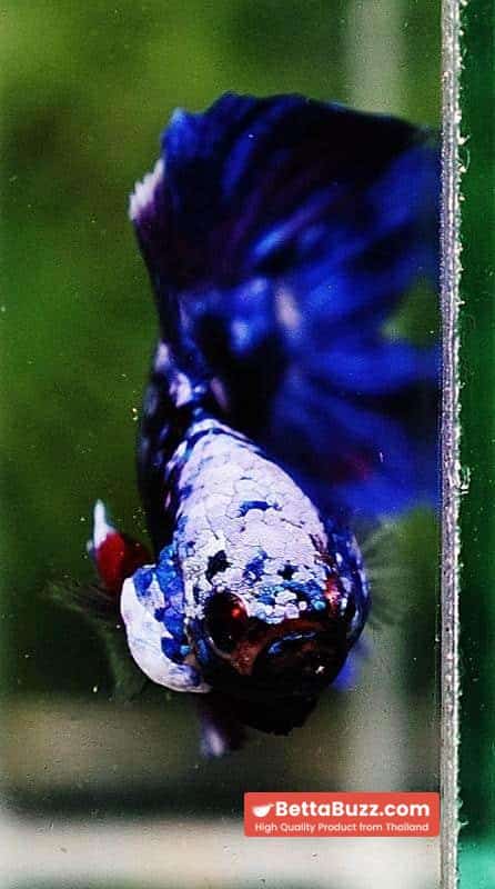 Betta fish DTPK Helment Fancy Avatar Panther - Image 8