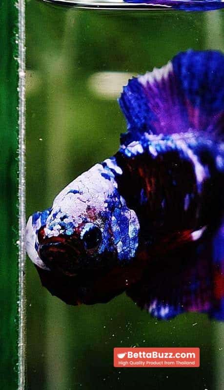 Betta fish DTPK Helment Fancy Avatar Panther - Image 9