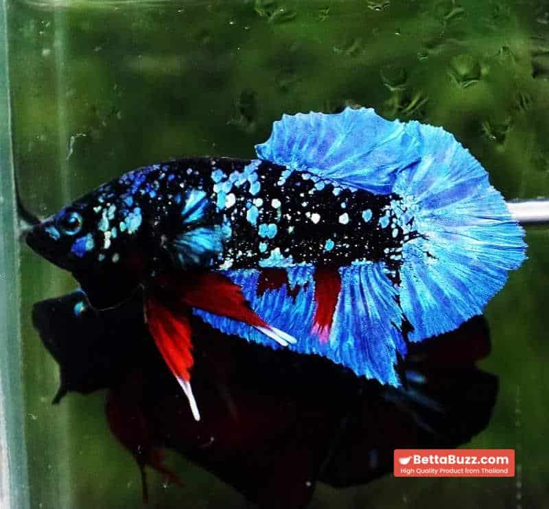 Betta fish HMPK Blue Black Star Avatar - Image 5