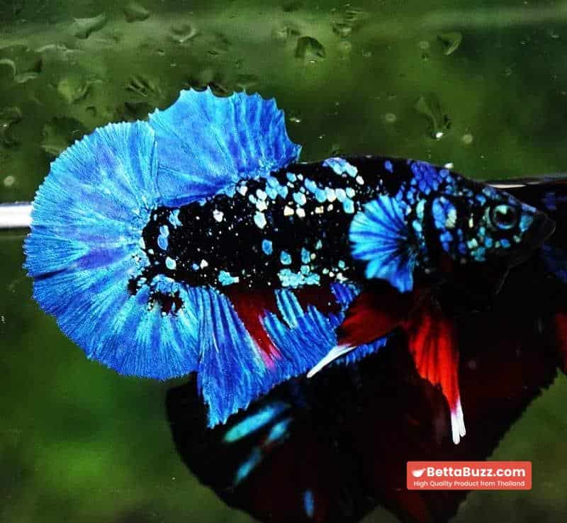 Betta fish HMPK Blue Black Star Avatar - Image 2