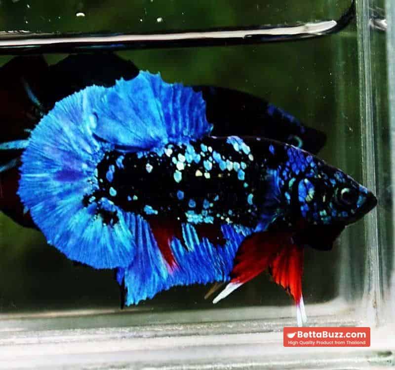 Betta fish HMPK Blue Black Star Avatar - Image 6