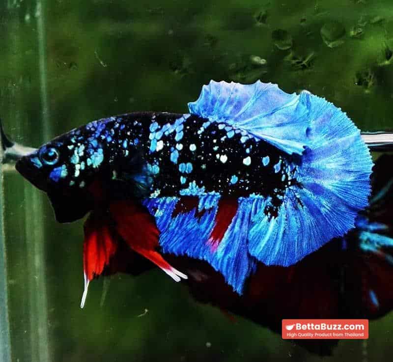 Betta fish HMPK Blue Black Star Avatar - Image 3
