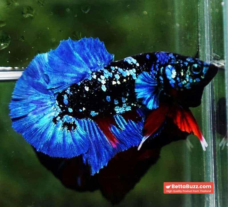 Betta fish HMPK Blue Black Star Avatar - Image 4