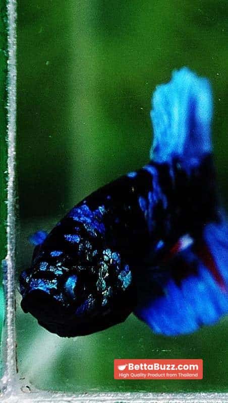 Betta fish HMPK Blue Black Star Avatar - Image 7