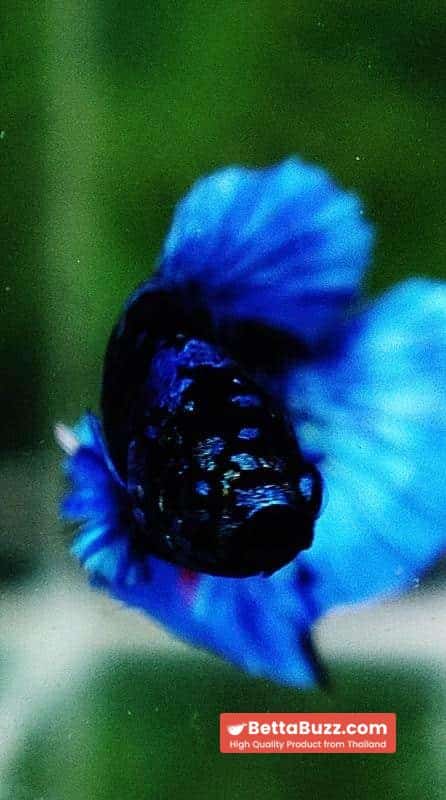 Betta fish HMPK Blue Black Star Avatar - Image 8