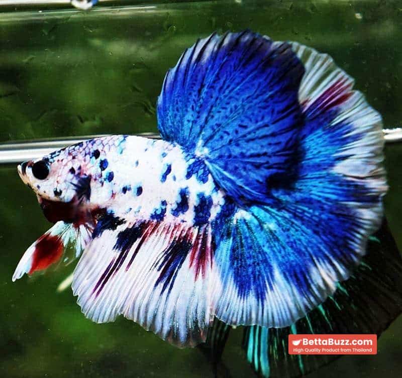 Betta fish OHM Blue Marble Frozen - Image 3