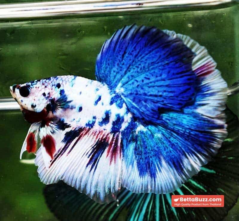 Betta fish OHM Blue Marble Frozen - Image 5