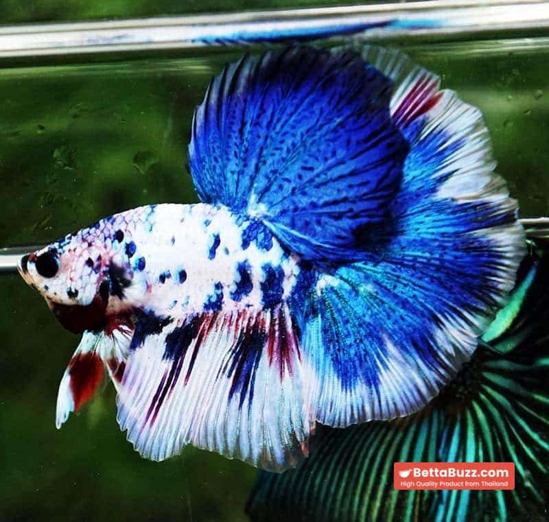 Betta fish OHM Blue Marble Frozen - Image 6