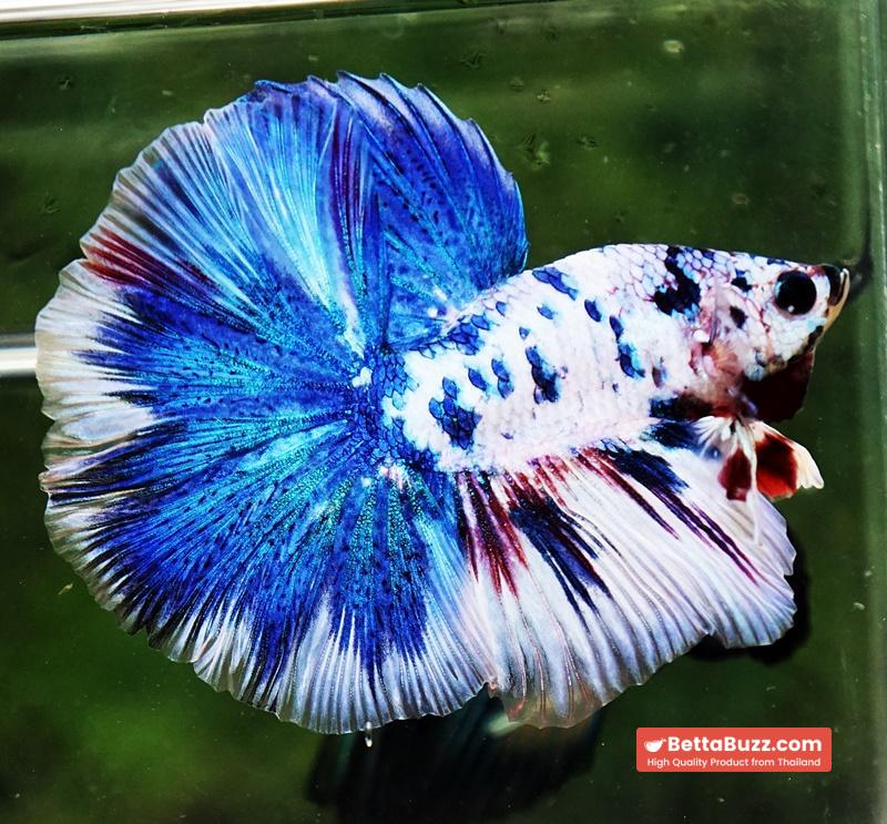 Betta fish OHM Blue Marble Frozen - Image 2