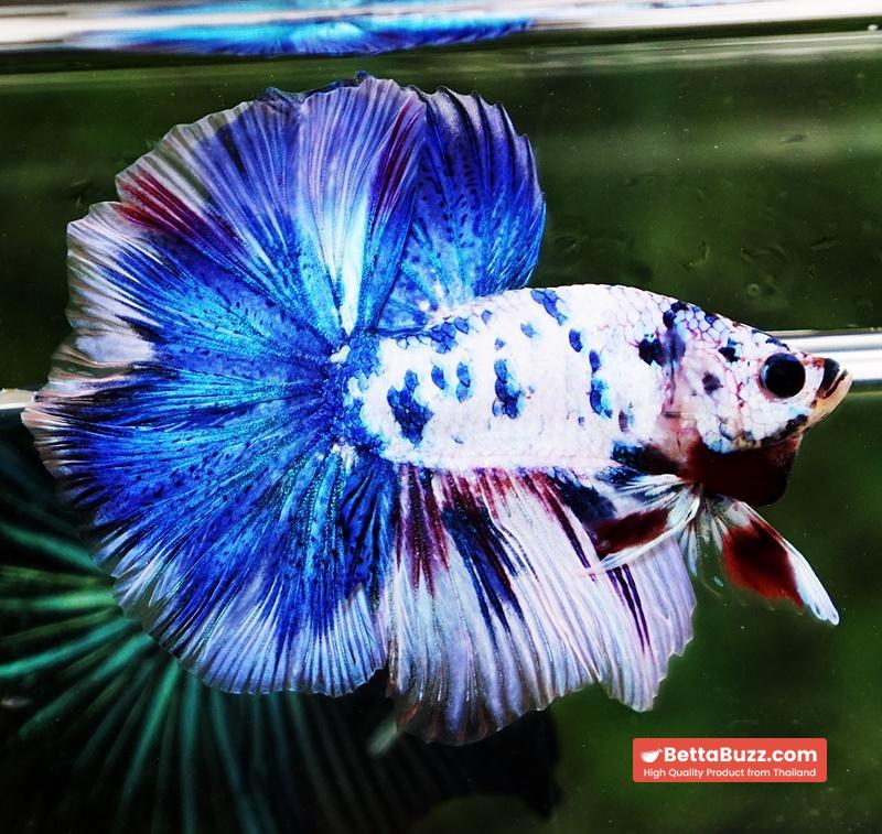 Betta fish OHM Blue Marble Frozen - Image 4
