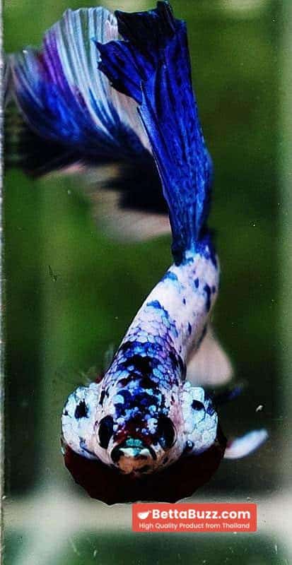 Betta fish OHM Blue Marble Frozen - Image 7
