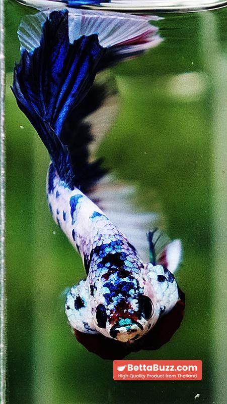 Betta fish OHM Blue Marble Frozen - Image 8