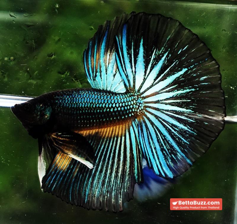 Betta fish HM Green Wild Peacock - Image 3