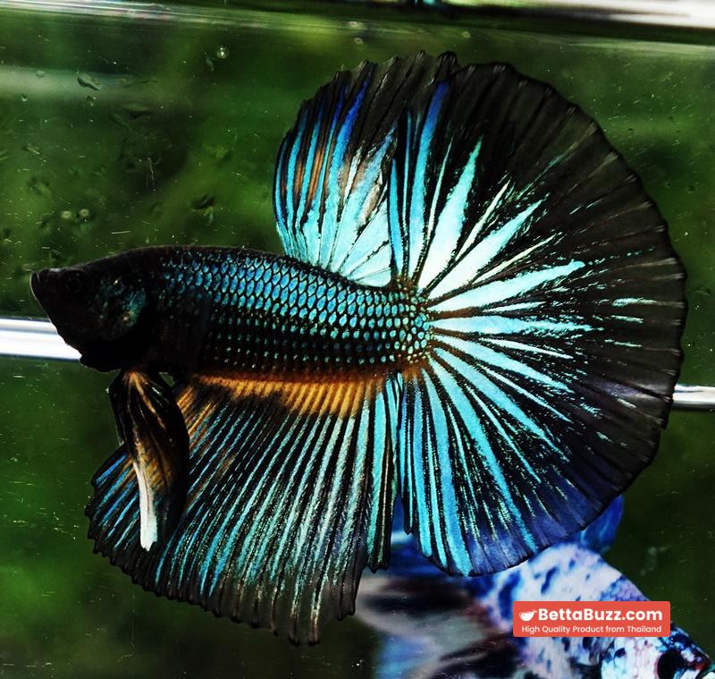 Betta fish HM Green Wild Peacock - Image 5