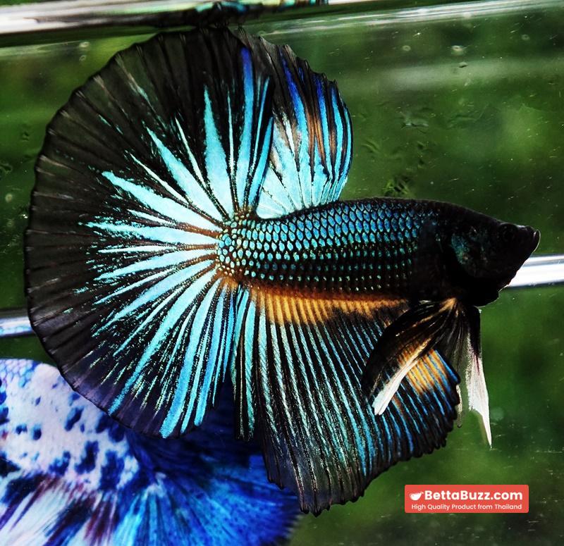 Betta fish HM Green Wild Peacock - Image 2