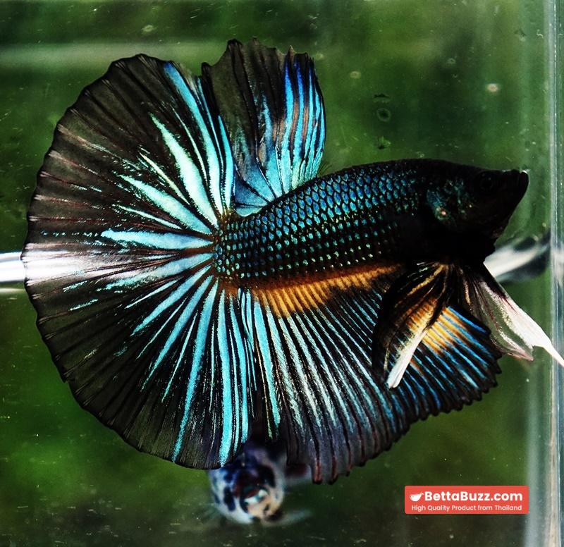 Betta fish HM Green Wild Peacock - Image 4