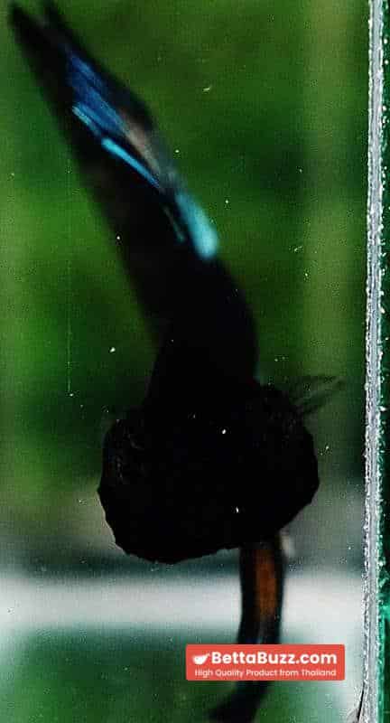 Betta fish HM Green Wild Peacock - Image 6