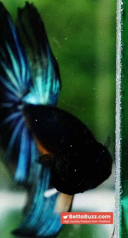 Betta fish HM Green Wild Peacock - Image 7