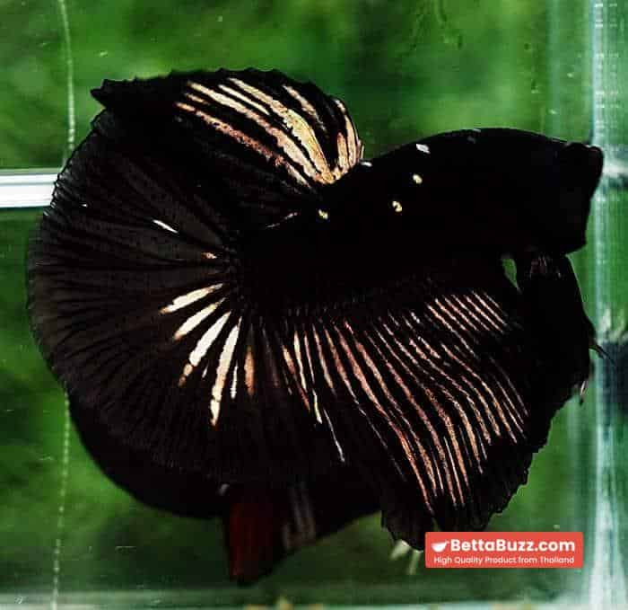 Betta fish OHM Shadow Black Gold Star Series (Rare) - Image 4