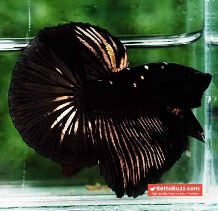 Betta fish OHM Shadow Black Gold Star Series (Rare) - Image 6