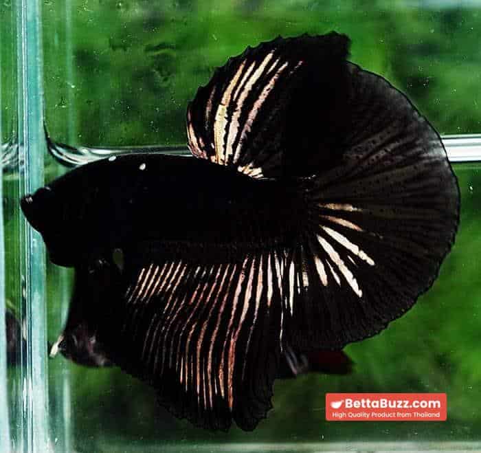 Betta fish OHM Shadow Black Gold Star Series (Rare) - Image 5