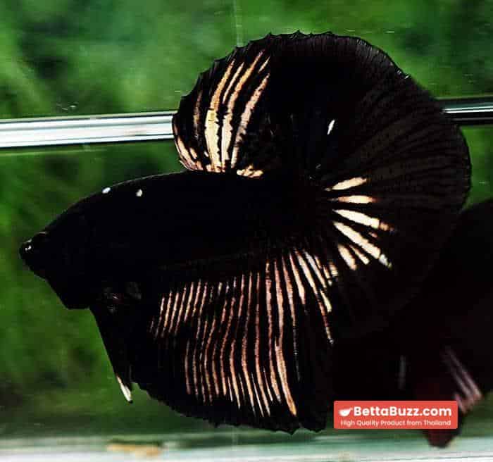 Betta fish OHM Shadow Black Gold Star Series (Rare) - Image 7