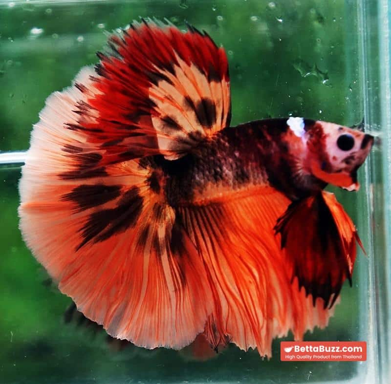 Betta fish HM Tiger Warrior - Image 2