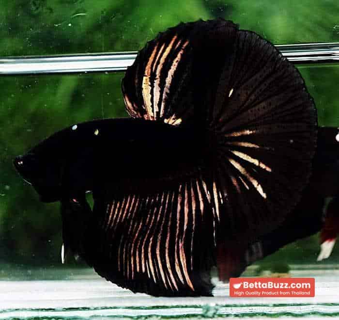 Betta fish OHM Shadow Black Gold Star Series (Rare) - Image 3