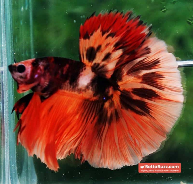 Betta fish HM Tiger Warrior - Image 3