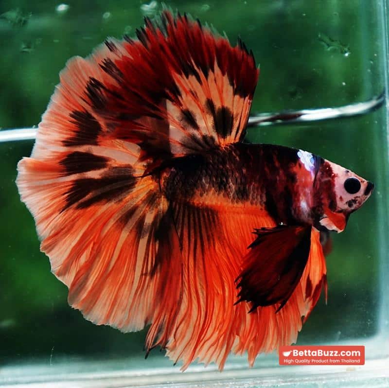 Betta fish HM Tiger Warrior - Image 4